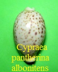 Cypraea pantherina, Solander in Lightfoot 1786